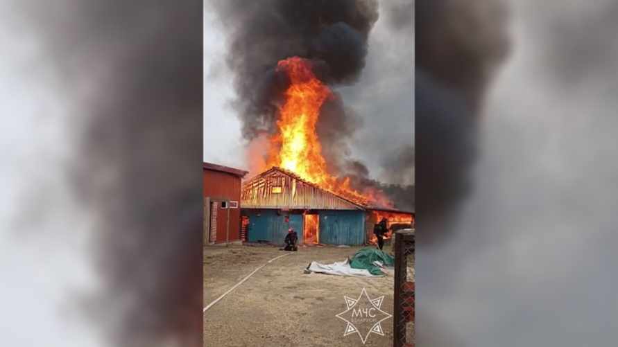 В Минском зоопарке сгорела конюшня