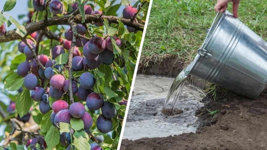 Подкормите сливовые деревья в сентябре этим. Ветки будут ломиться от фруктов в следующем сезоне