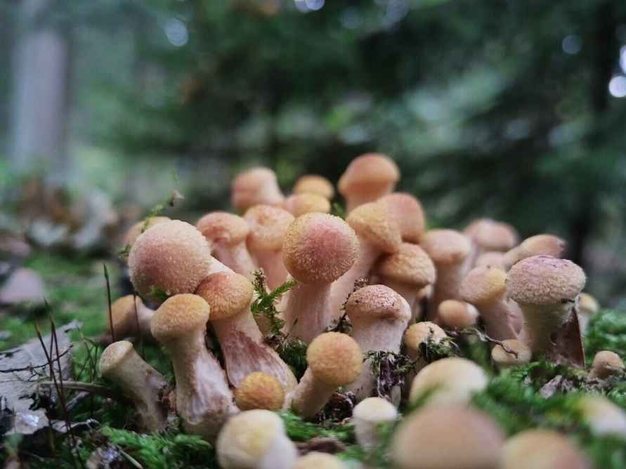 К выходным будут хорошего размерчика - В белорусских лесах пошли опята