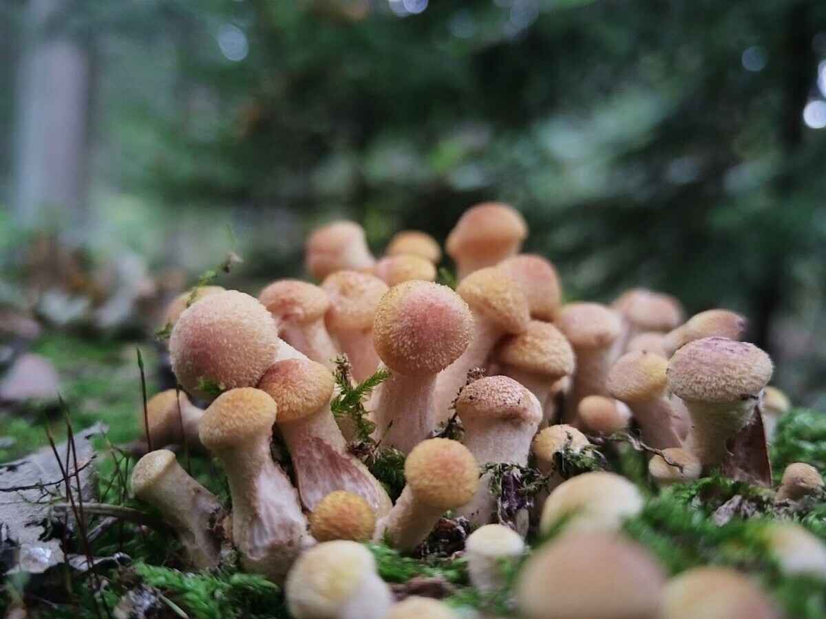 К выходным будут хорошего размерчика - В белорусских лесах пошли опята