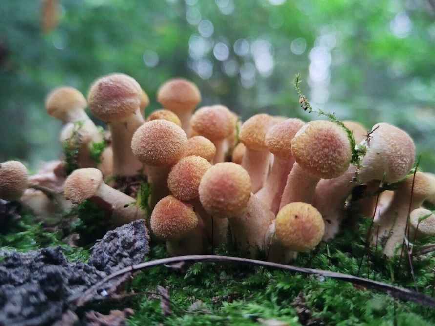 К выходным будут хорошего размерчика - В белорусских лесах пошли опята