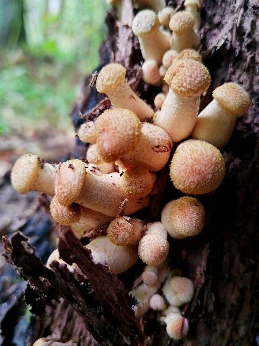 К выходным будут хорошего размерчика - В белорусских лесах пошли опята