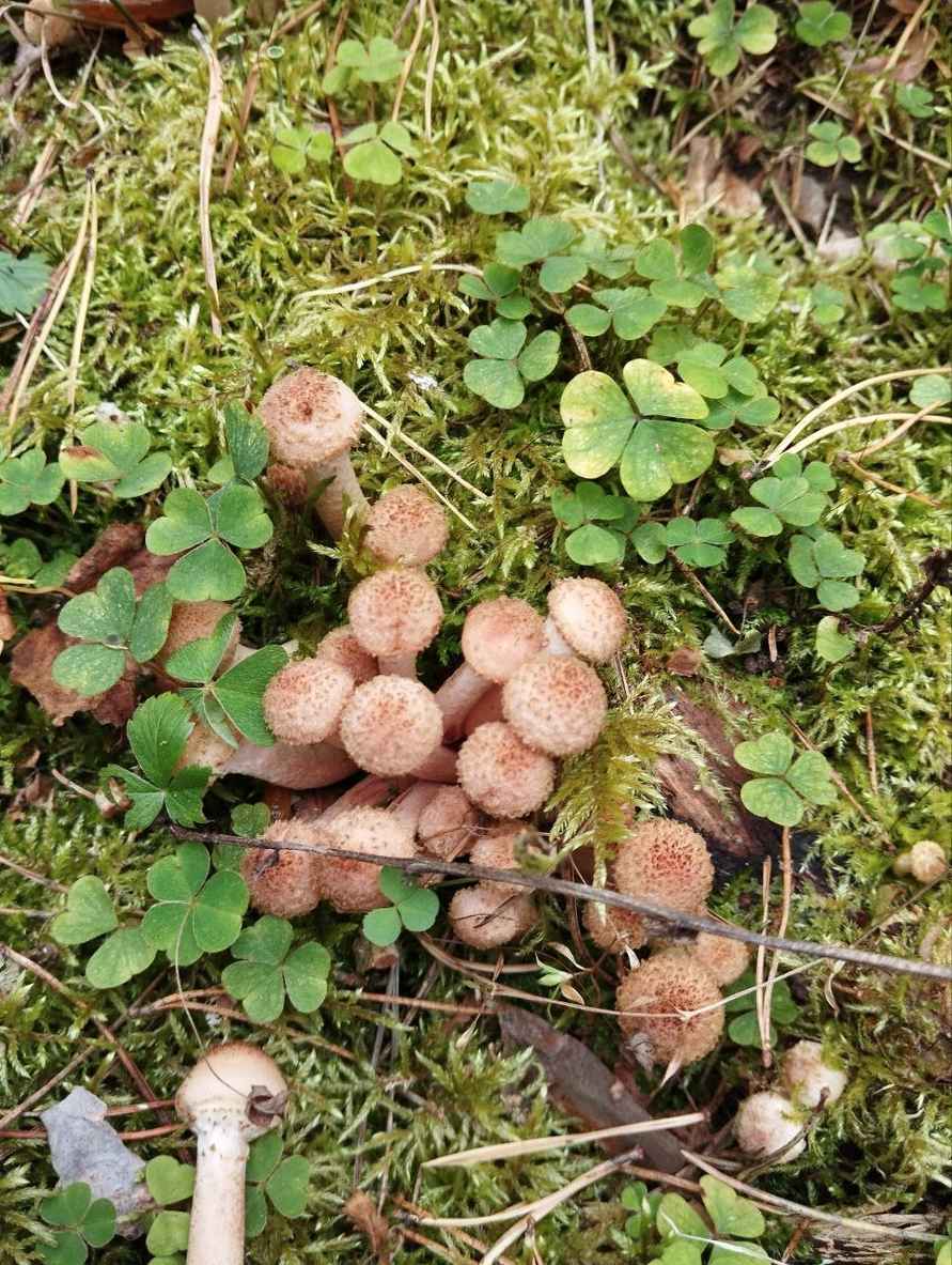 К выходным будут хорошего размерчика - В белорусских лесах пошли опята