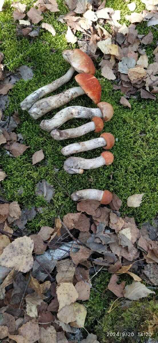 «Мало, зато все идеальные» - Белорусы похвастались корзинками белых и подосиновиков. Где лес «просыпается после глобальной засухи»?