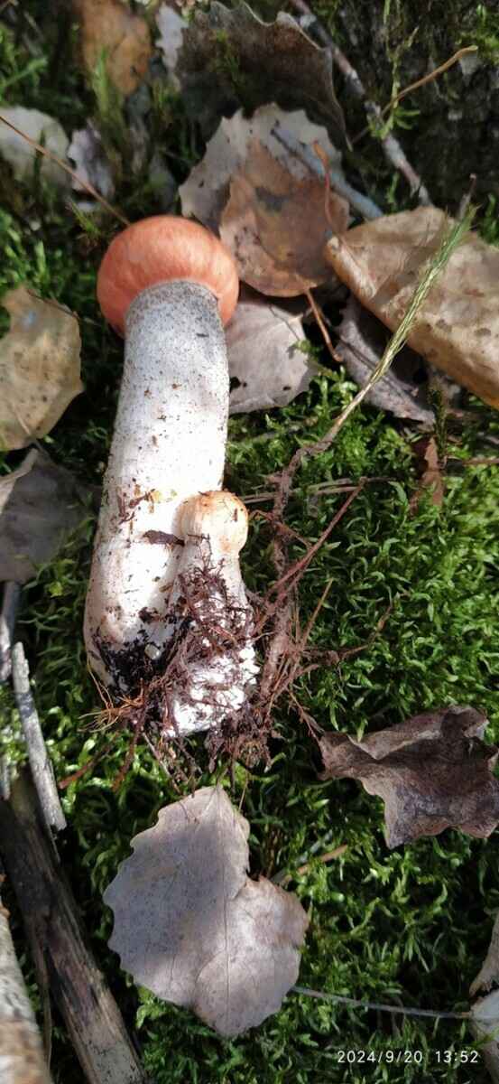 «Мало, зато все идеальные» - Белорусы похвастались корзинками белых и подосиновиков. Где лес «просыпается после глобальной засухи»?