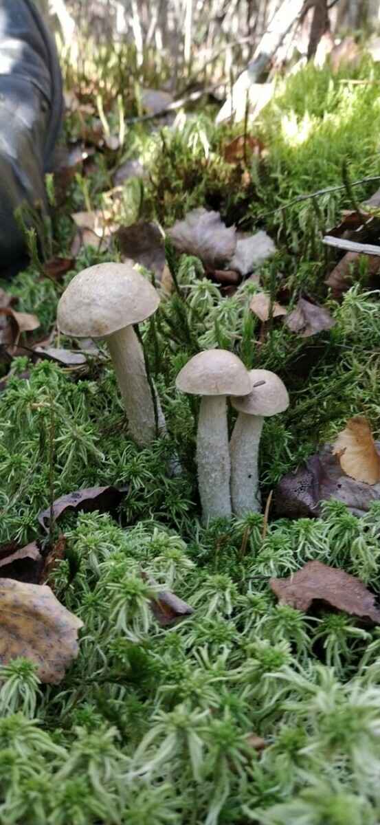 «Мало, зато все идеальные» - Белорусы похвастались корзинками белых и подосиновиков. Где лес «просыпается после глобальной засухи»?