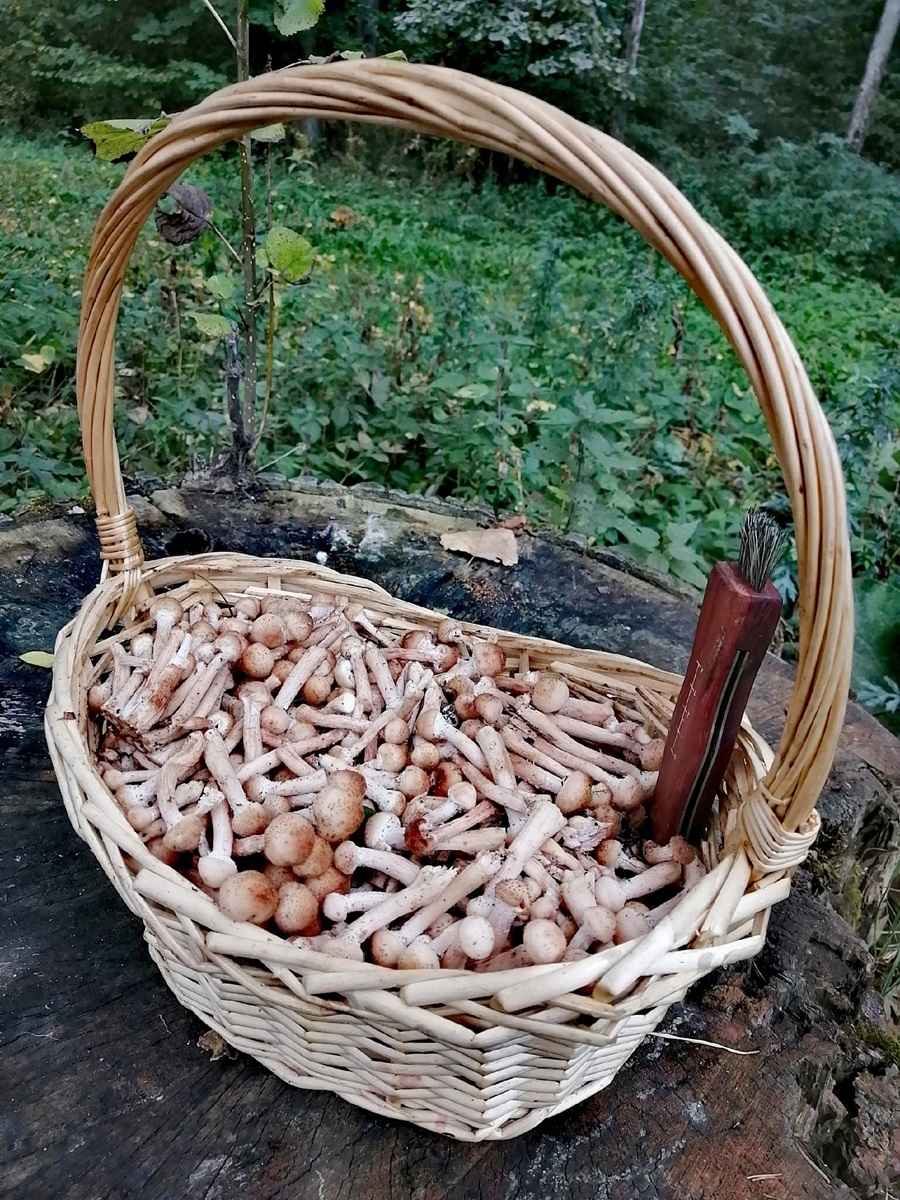 К выходным будут хорошего размерчика - В белорусских лесах пошли опята