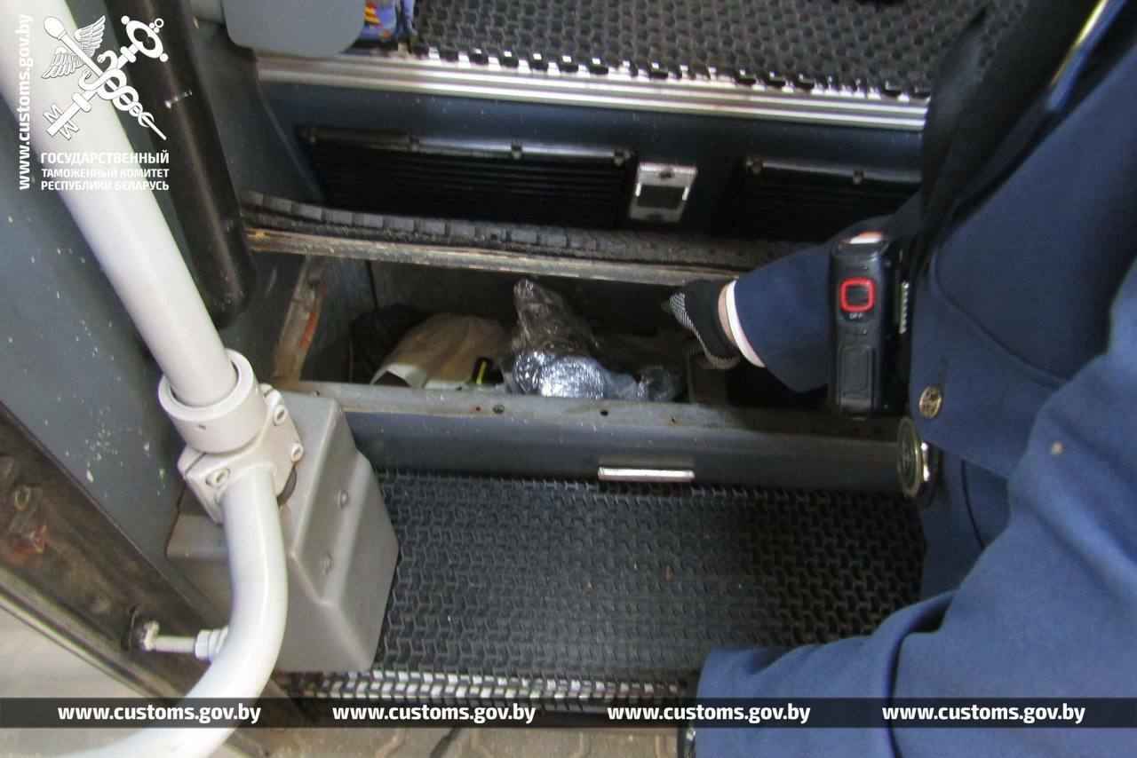 В рейсовом автобусе на границе с Польшей брестские таможенники нашли 19 королевских питонов