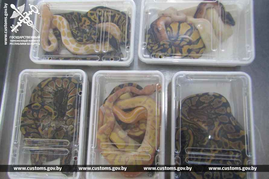 В рейсовом автобусе на границе с Польшей брестские таможенники нашли 19 королевских питонов