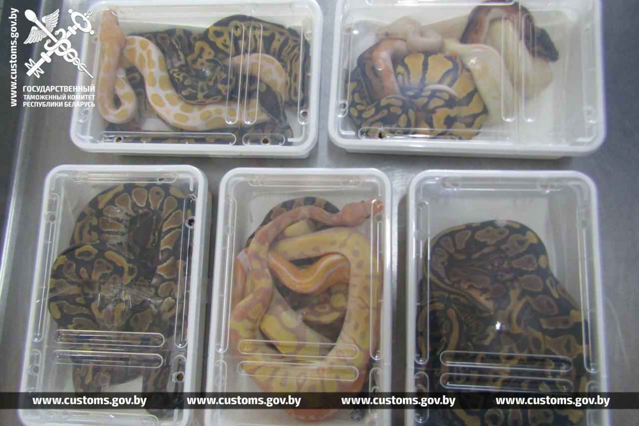 В рейсовом автобусе на границе с Польшей брестские таможенники нашли 19 королевских питонов