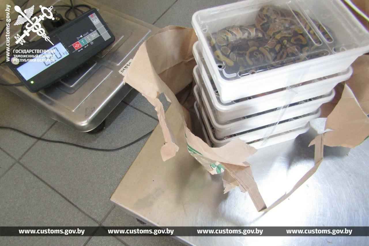В рейсовом автобусе на границе с Польшей брестские таможенники нашли 19 королевских питонов