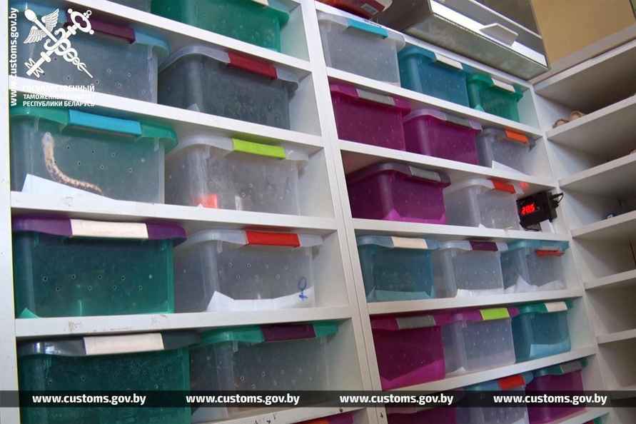 В рейсовом автобусе на границе с Польшей брестские таможенники нашли 19 королевских питонов