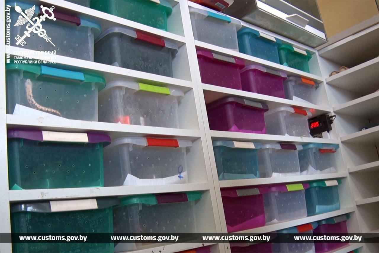 В рейсовом автобусе на границе с Польшей брестские таможенники нашли 19 королевских питонов