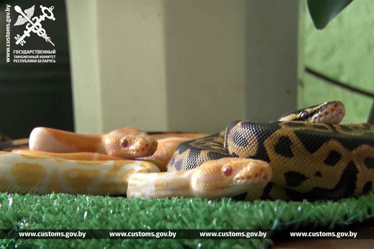 В рейсовом автобусе на границе с Польшей брестские таможенники нашли 19 королевских питонов
