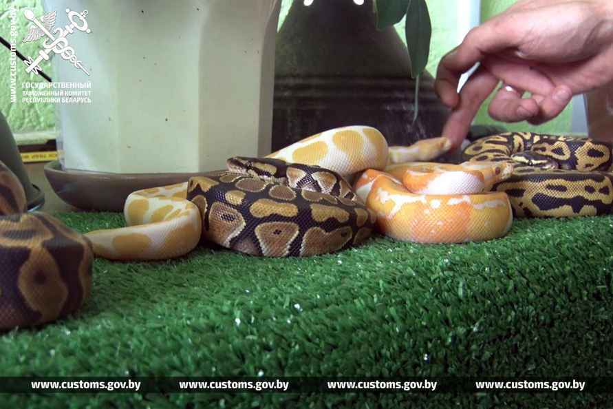 В рейсовом автобусе на границе с Польшей брестские таможенники нашли 19 королевских питонов