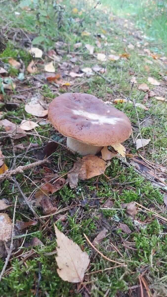 Как Луна влияет на рост грибов? Обратите внимание на эти 2 фактора, чтобы принести домой целые корзины