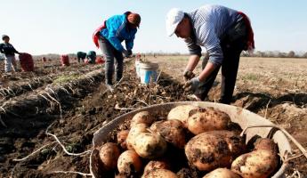 Белорусские фермеры предложили Совмину разрешить повысить цены на картошку. На сколько?