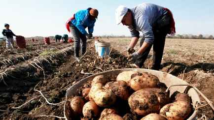 Белорусские фермеры предложили Совмину разрешить повысить цены на картошку. На сколько?