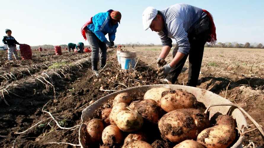 Белорусские фермеры предложили Совмину разрешить повысить цены на картошку. На сколько?