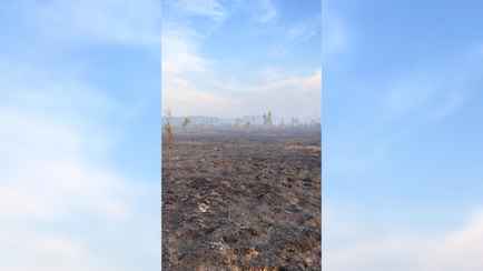 Минлесхоз отчитался о ликвидации пожара на болоте Ельня. Вот как выглядит теперь уникальный заказник