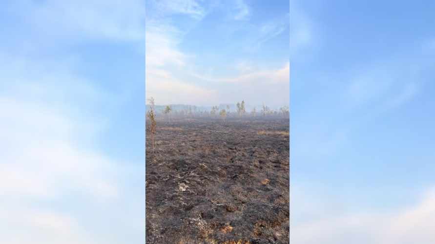 Минлесхоз отчитался о ликвидации пожара на болоте Ельня. Вот как выглядит теперь уникальный заказник