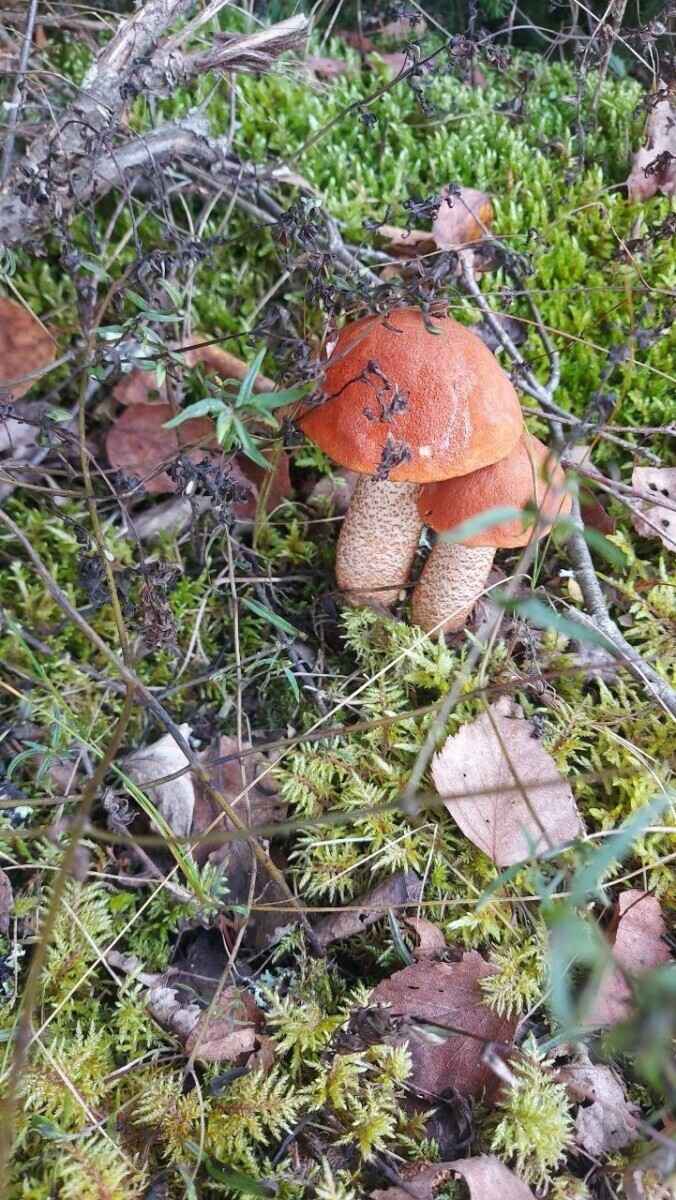 Как Луна влияет на рост грибов? Обратите внимание на эти 2 фактора, чтобы принести домой целые корзины