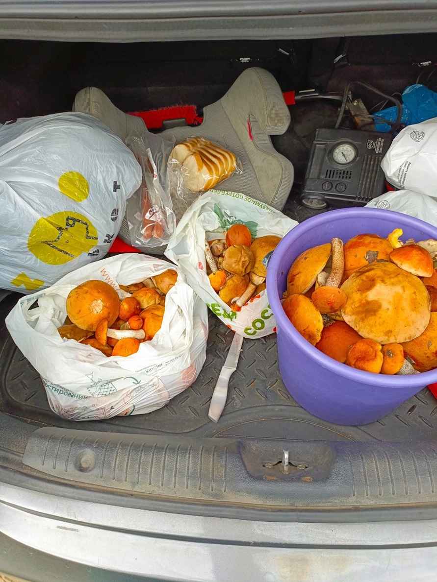 Белорусские грибники объявили Дни подосиновика. Где берут вёдрами, а где только трудовые на сушку?