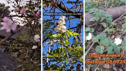 «Ура! Зиму перескочили!» — На Витебщине к концу сентября вновь зацвели подснежники, на Брестчине – яблони и каштаны