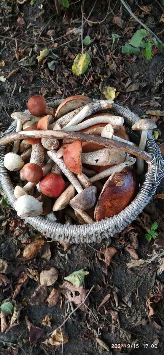 Как Луна влияет на рост грибов? Обратите внимание на эти 2 фактора, чтобы принести домой целые корзины