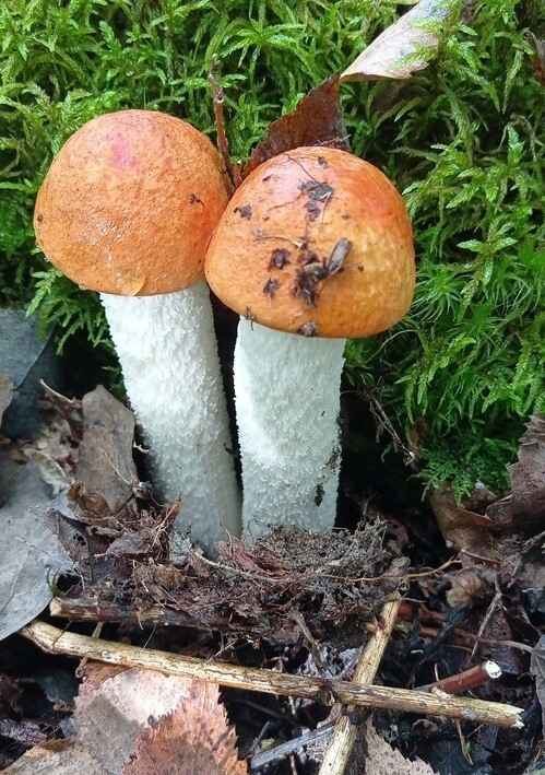 Растут как на дрожжах — Белорусы ринулись в лес за грибами. Какой из районов в этом году отжигает?