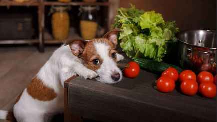 Можно ли давать собаке сырые помидоры? Вот когда полезное лакомство может превратиться в яд