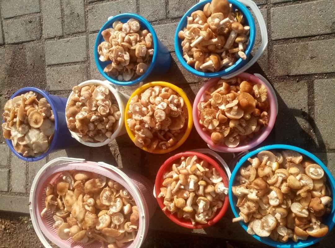 Растут как на дрожжах — Белорусы ринулись в лес за грибами. Какой из районов в этом году отжигает?