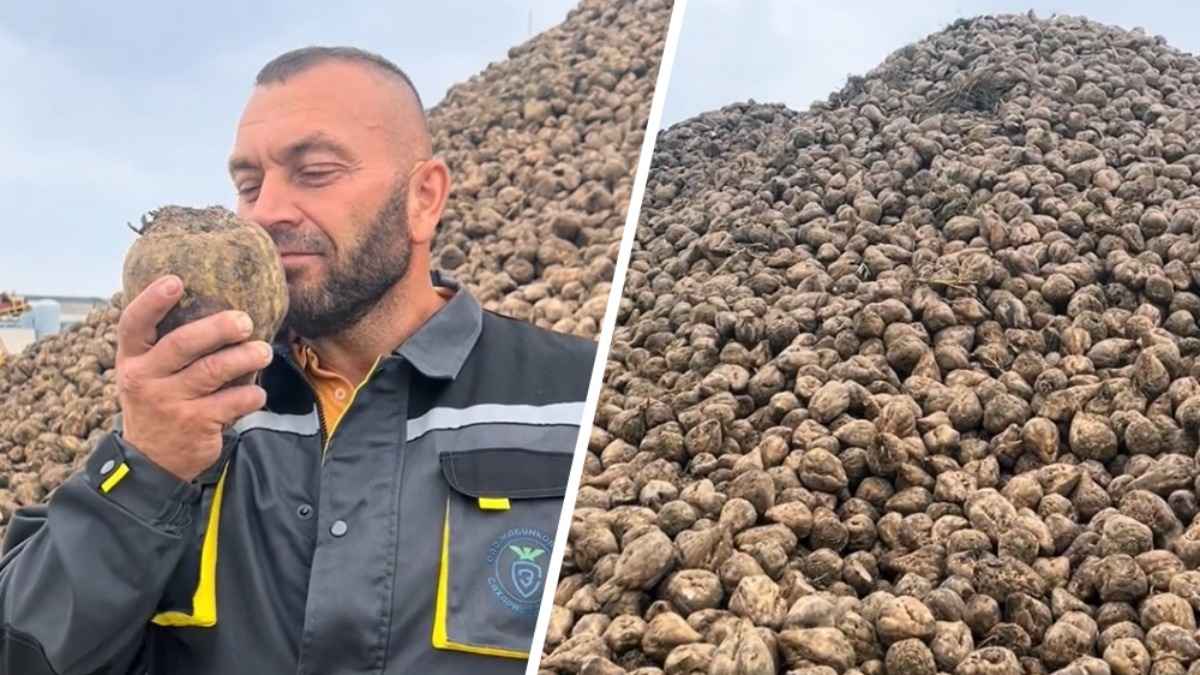 "У нас по дороге валяются" - На Жабинковском сахарном заводе показали горы, которые "пахнут деньгами"