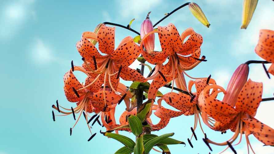 Тигровые лилии