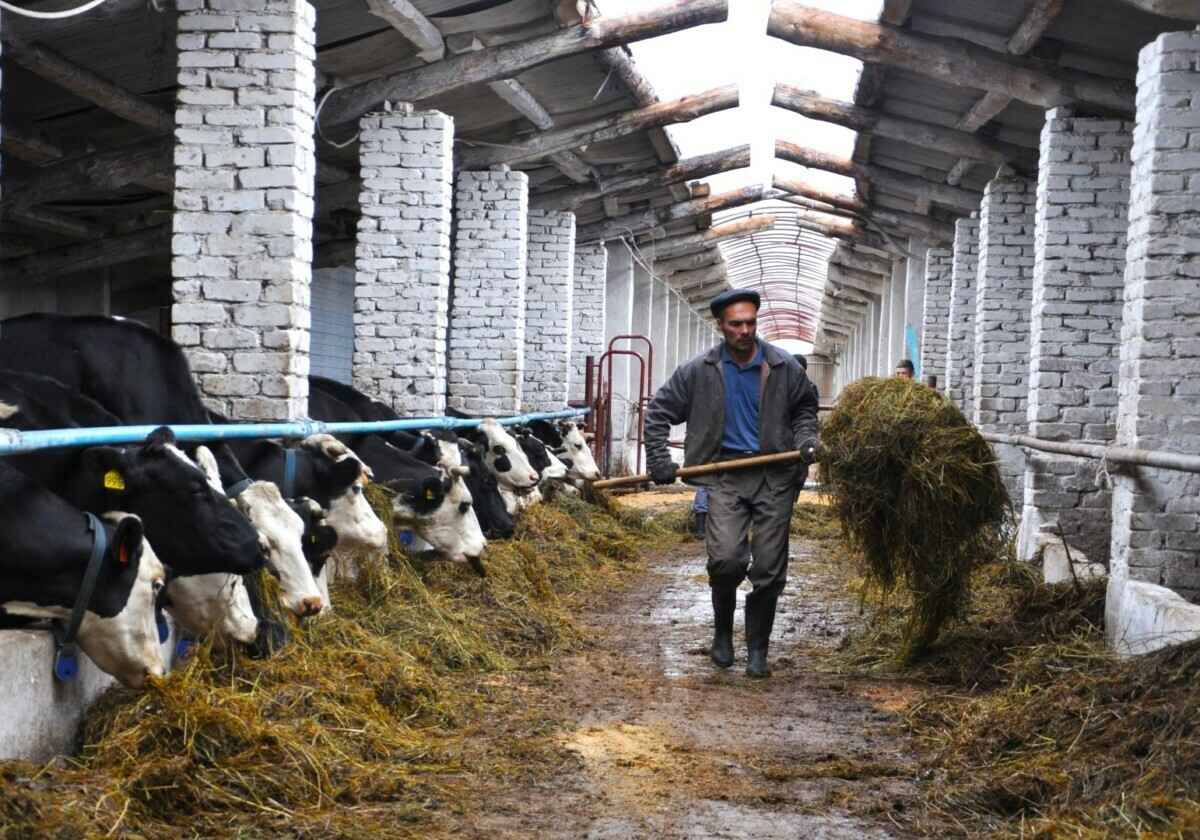 Когда белорусских фермеров могут зачислить в "тунеядцы"? Адвокаты назвали условия