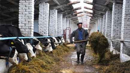 Когда белорусских фермеров могут зачислить в «тунеядцы»? Адвокаты назвали условия