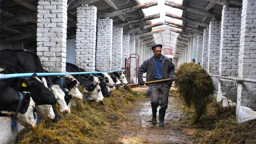 Когда белорусских фермеров могут зачислить в "тунеядцы"? Адвокаты назвали условия