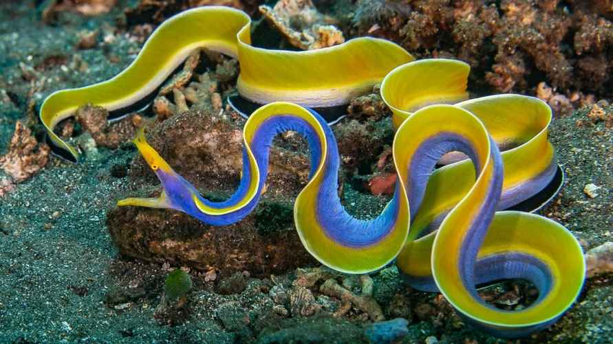 Голубой ленточный угорь