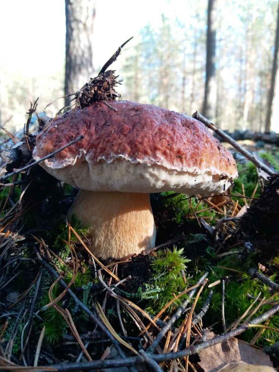 Посмотрите, какая красотень! - Белорусы показали, где после заморозков грибы растут даже под носом