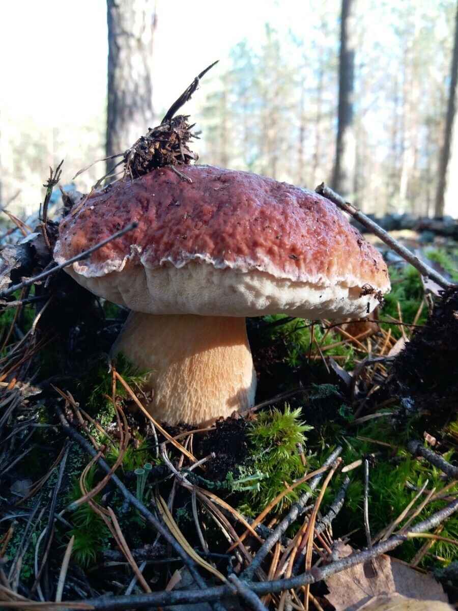 Посмотрите, какая красотень! - Белорусы показали, где после заморозков грибы растут даже под носом