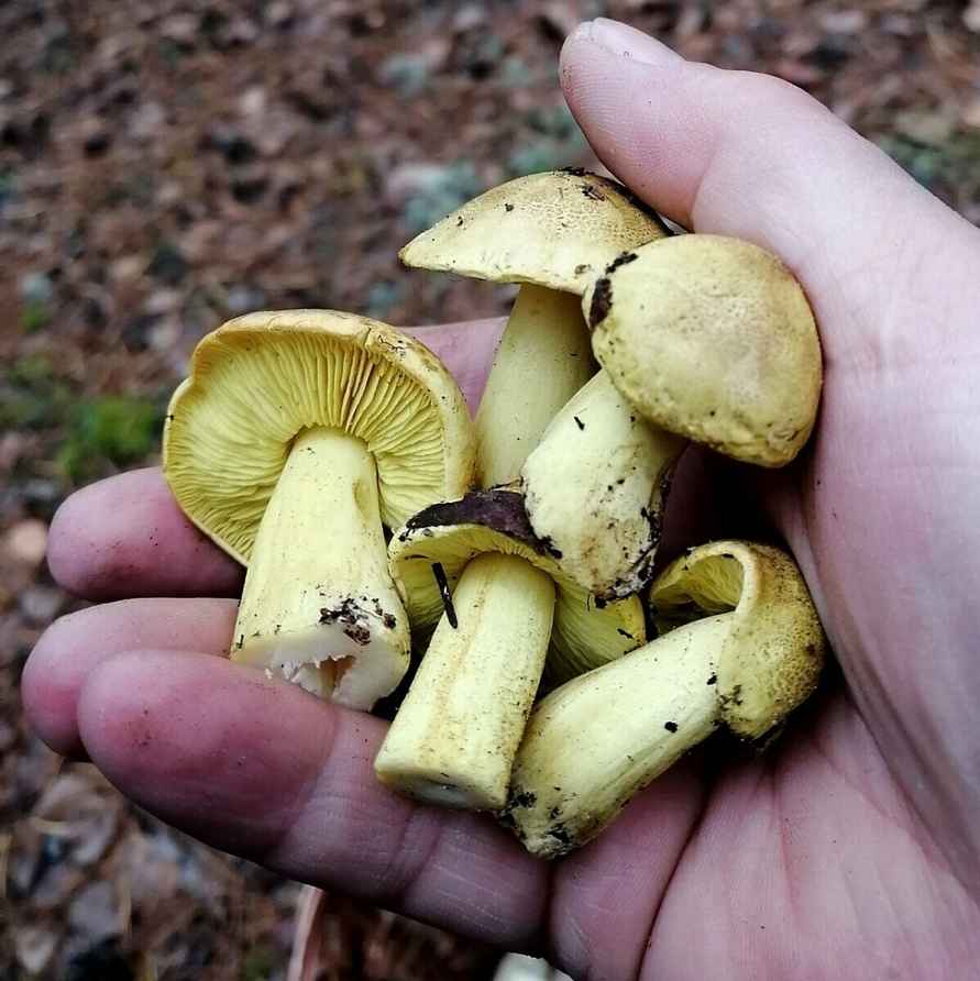 Белорусы похвастались урожаем с грибалки на неделе. Где самые шикарные боровики?