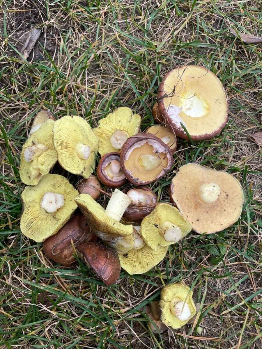 Белорусы похвастались урожаем с грибалки на неделе. Где самые шикарные боровики?