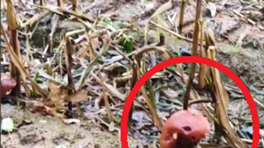 Грибник под Минском нашёл «совершенно уникальный» сорт — «подкукурузники»