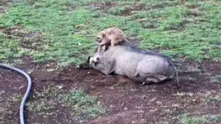 На юге Африки обнаружили настоящих Тимона и Пумбу