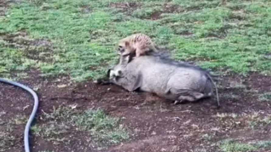 На юге Африки обнаружили настоящих Тимона и Пумбу