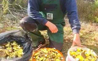 «Езжайте в лес, не сидите дома!» — Белорус назвал место, где нашёл «море грибов»