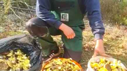 «Езжайте в лес, не сидите дома!» — Белорус назвал место, где нашёл «море грибов»