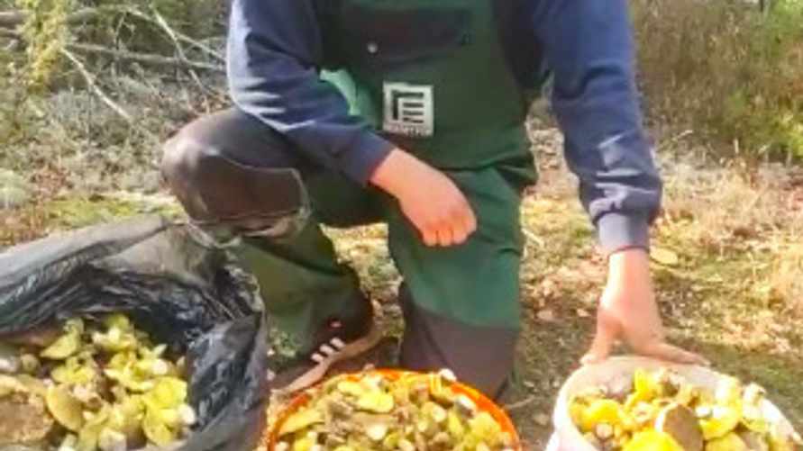 "Езжайте в лес, не сидите дома!" — Белорус назвал место, где нашёл "море грибов"