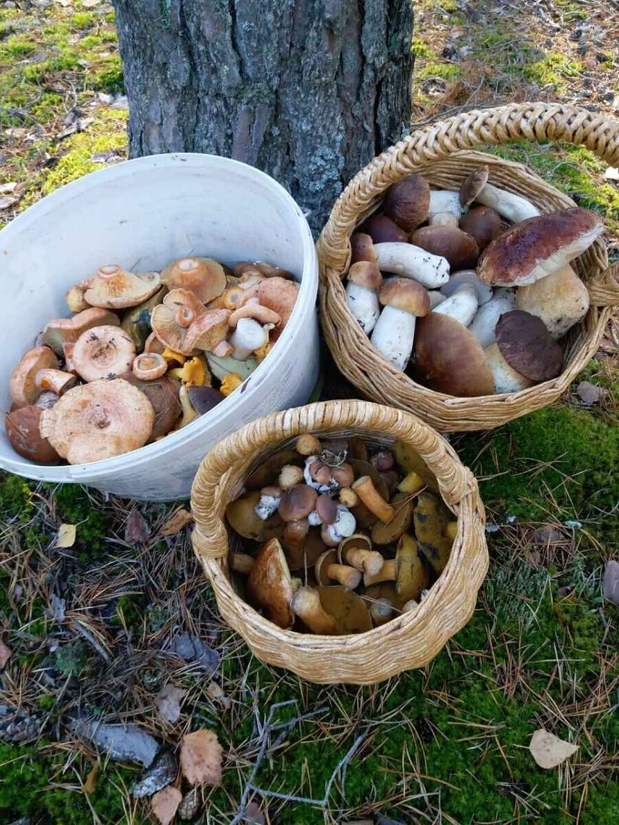 Посмотрите, какая красотень! - Белорусы показали, где после заморозков грибы растут даже под носом