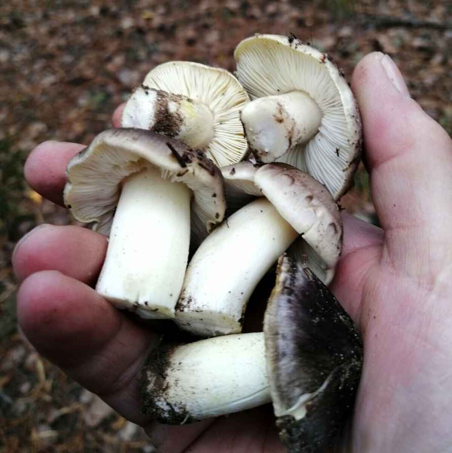 Белорусы похвастались урожаем с грибалки на неделе. Где самые шикарные боровики?